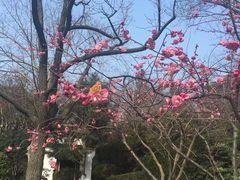 -听松楼·花园酒店·自助餐厅(红梅公园店)