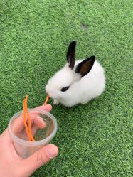 -萌宠亲子动物乐园(槐房万达店)