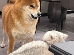 -安安宠医·臻爱宠物医院·宠保定点(营门口路分院)