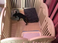 -翊宠yipet猫狗购宠庄园犬舍•猫舍