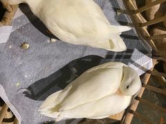 -馬蘭花開(车站大道店)