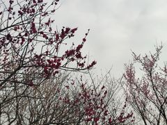 -无锡梅园公园