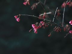 -南国桃园旅游度假区