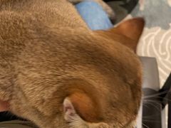 -武汉天乐社武宫剧场