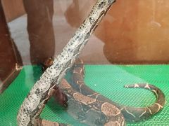 -上海大自然野生昆虫馆(东方明珠·爬宠昆虫探索中心)