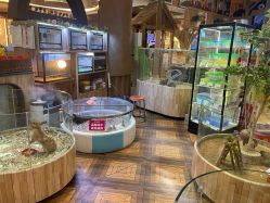 -卡通尼·Safari非洲探索乐园·生日会(金桥国际商业广场店)