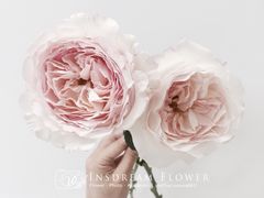 -INSDREAM FLOWER 鲜花预定·花艺培训