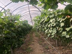 -马陆小张葡萄园农家乐