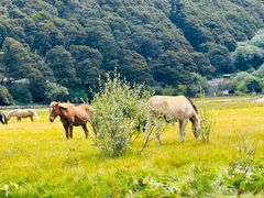 -稻城亚丁景区-冲古草甸
