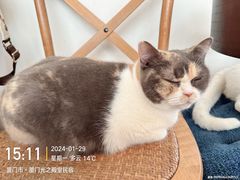-有猫主题·治愈系猫咖(曾厝垵店)
