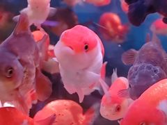 -苏州艺都古玩花鸟市场