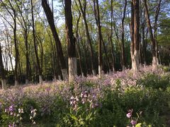 -奥林匹克森林公园南门-停车场