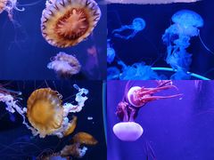 -成都浩海立方海洋公园