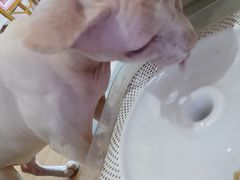 -Sweet cat·星愿猫咖(国贸大厦店)