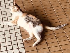 -ခြောက်ထပ်ကြီးရွှေသာလျောင်းဘုရားကြီး