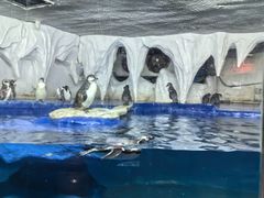 -太平洋海底世界