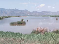 -哈素海