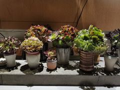 -双季花艺园艺市场(浦东店)