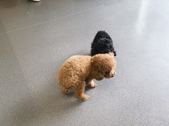 -半岛宠物医院24小时(科华中路店)