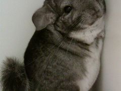 -龙猫仔乐园(惠福东路店)