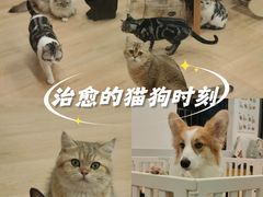 -有喵·猫咖·狗咖·30几只猫10只小狗(岗厦店)
