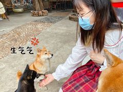 -柴犬高等学院·狗咖·柴犬售卖·宠物训练