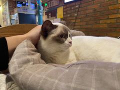 -猫小院猫主题咖啡厅(北锣店)