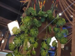 -云海肴·云南小炒·汽锅鸡(天津国金汇店)