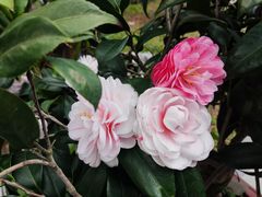 -深圳国际园林花卉博览园