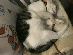-海边的猫和咖啡馆