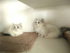 -东方名猫馆·英短金渐层布偶猫舍(环线广场1号楼店)