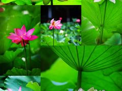 -四川大学(华西校区)