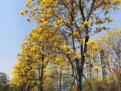 -洲头咀公园