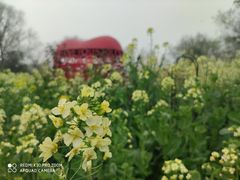 -八卦田遗址公园
