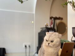 -有猫主题·治愈系猫咖(曾厝垵店)