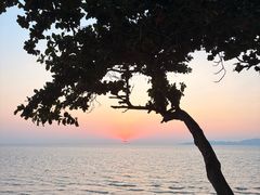 -卷心菜和避孕套餐厅(Pattaya)