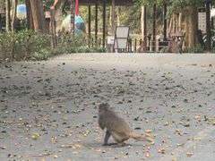 -西双版纳原始森林公园