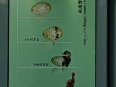 -盐城丹顶鹤湿地生态旅游区