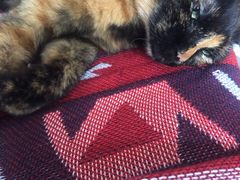 -Sirena海妖日咖夜酒