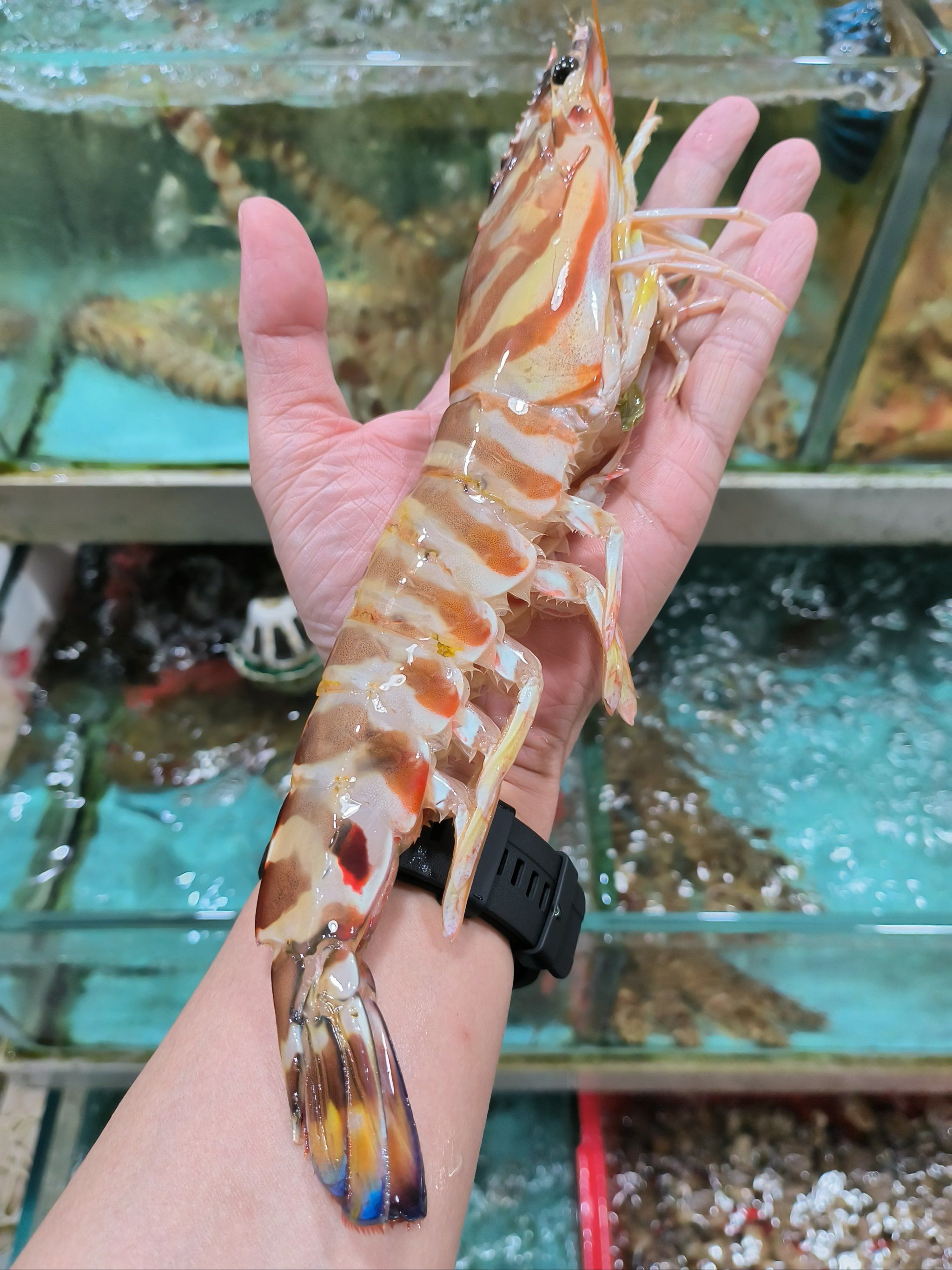 一碌咁大嘅斑节虾