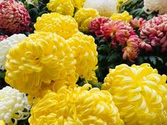 -华强阁菊花宴自助火锅店