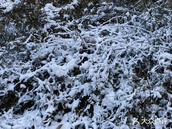 镇江市南山风景名胜区竹林景区图片