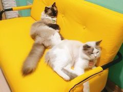 -猫在这儿猫咪咖啡馆·撸猫馆