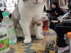 -平行世界·猫咖(首经贸店)