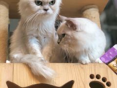 -more than meow吴止猫主题餐厅(承德 中船汇店)