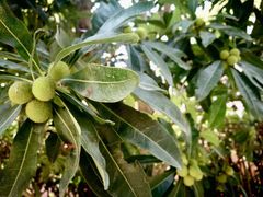 -龙阳路磁悬浮列车总站-停车场