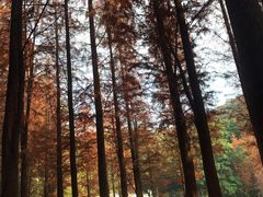 -广州市帽峰山景区