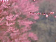 -新建村梅花