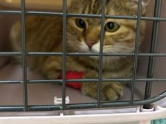 -爱妮康宠物医院·干细胞免疫细胞·肿瘤·心脏(张江店)