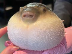 气鼓鼓的河豚-永安鱼庄·镇江菜(东吴路店)